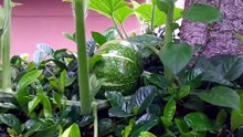 カボチャ