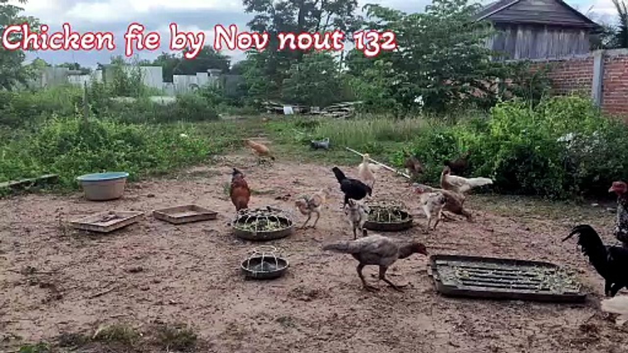 Many flocks of chickens are eating natural food.Chicken fie by Nov nout 132