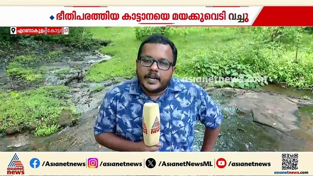 കോട്ടപ്പടിക്കാരെ ഭീതിയിലാഴ്ത്തിയ കാട്ടാനയ്ക്ക് മയക്കുവെടി വച്ചു; റേഡിയോ കോളർ ഘടിപ്പിക്കാനായില്ല