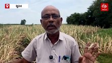 સુરત: વરસાદ ખેંચાતા શેરડીના પાક પર સફેદ માખીનો ઉપદ્રવ વધતા ખેડૂતોમાં પણ વધી ચિંતા