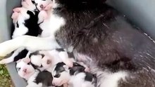 funny animals compilation   Epi #9
