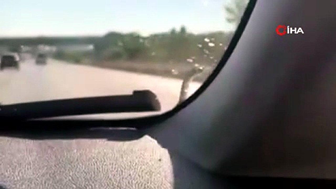 Seyir Halindeki Aracın Kaputundan Yılan Çıktı!