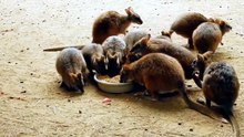 Funny Animal videos 2023