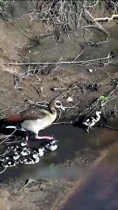 Cutest Wildlife Parade Ever: Mother Goose Leads Her Fluffy Babies in Perfect Sync