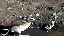 Cutest Wildlife Parade Ever: Mother Goose Leads Her Fluffy Babies in Perfect Sync