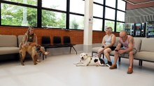 El Hospital Clínico Veterinario de la Universidad Alfonso X el Sabio cumple 20 años