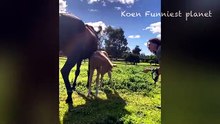 Animals most funniest video ever part 2