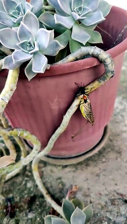 Sphex paralyzes grasshopper