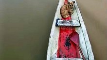 Quando a gente pega o remo, o cachorro já embarca querendo ir com a gente pro mato. Esse é meu parceiro de viagem.    