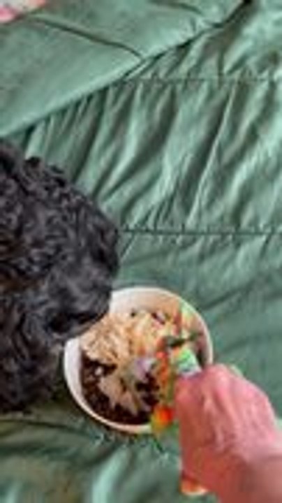 Dog Only Eats After Watching Toy Dog Eat First