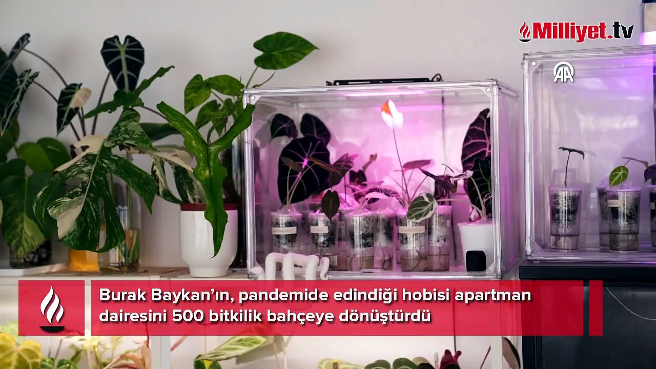 Pandemide başladı! Evini gören 'delirmişsin' diyor