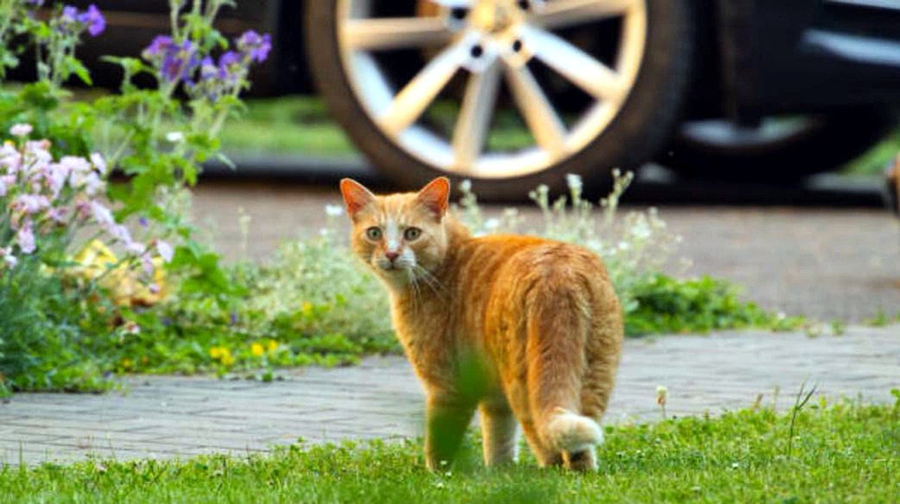 Le chat qui part