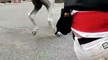 Uno de los novillos en la calle Valonsadero