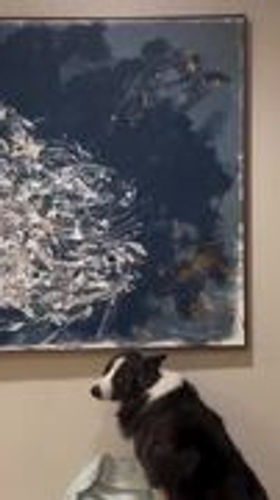 Dog Reveals Painting It Painted