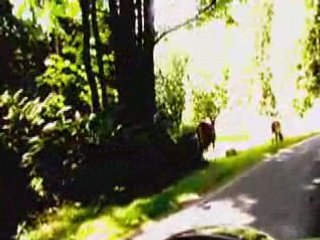 FAST FAST BREAK CHEW