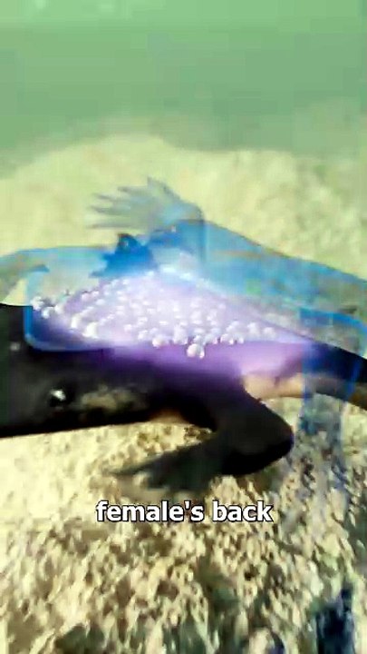 This Frog Gives Birth From Its Skin