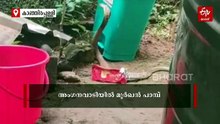 കാഞ്ഞിരപ്പള്ളിയിൽ അംഗൻവാടി പരിസരത്ത് മൂർഖൻ പാമ്പ്; തറയിലെ മാളത്തിൽ ഒളിച്ച് പാമ്പ്, കുട്ടികളും രക്ഷിതാക്കളും ഭീതിയിൽ