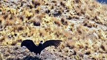 Cóndor liberado en Piedra del Molino