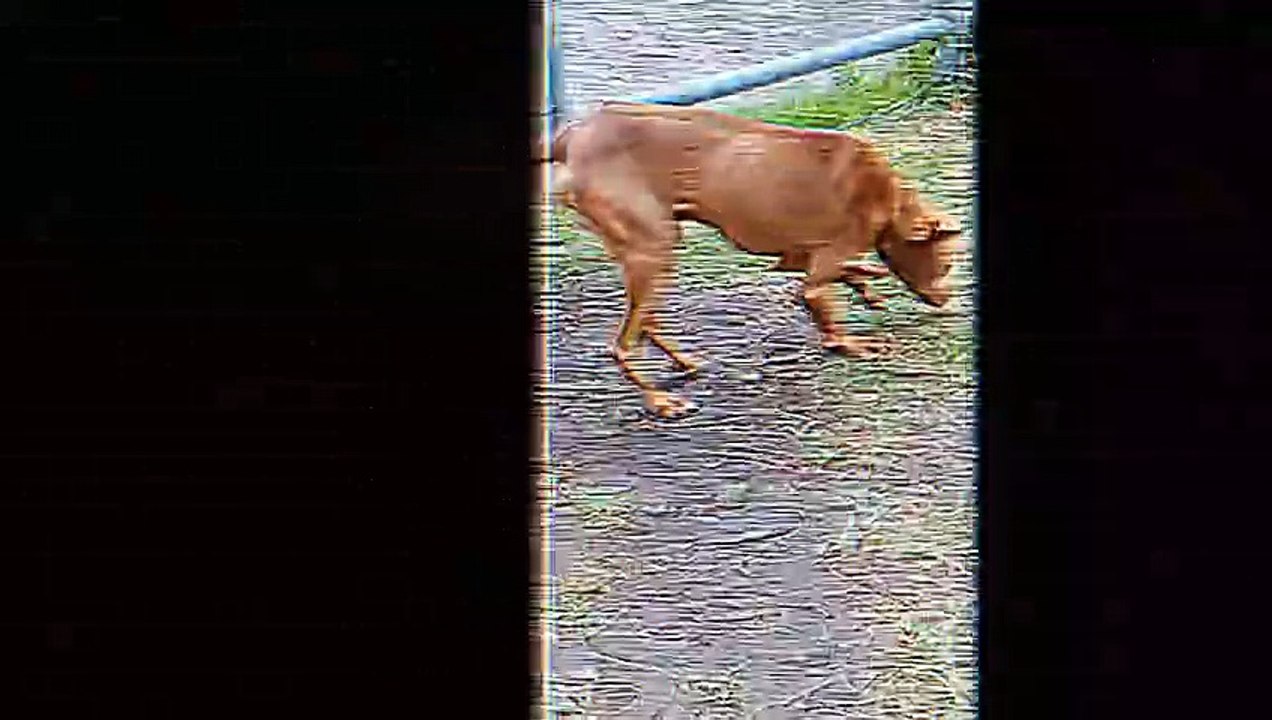 Un perrito especial visita la escuela