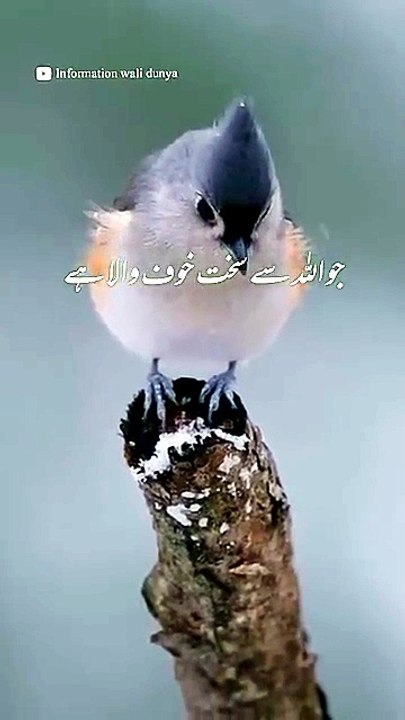 Puri Aqal Wala - Hadees Status - Islamic Status - Whatsapp Status