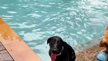 Quand tu veux jouer avec ton Golden, mais que ton Labrador s’invite direct dans le jeu