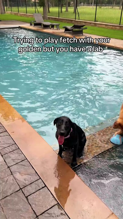 Quand tu veux jouer avec ton Golden, mais que ton Labrador s’invite direct dans le jeu