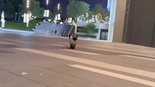 Cats Being Absolute Idiots For 3 Minutes Straight 😹
