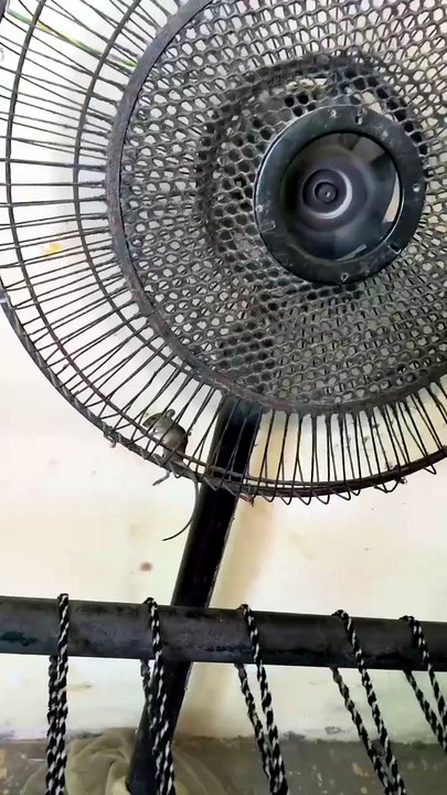 Mouse in tha fan