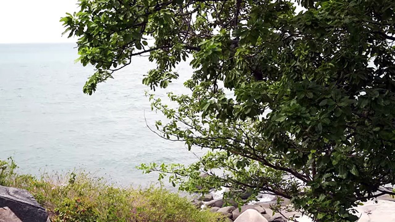 Nature Relaxation: 66 Seconds of Peace