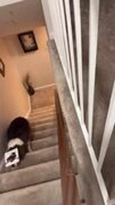 Dog Climbs Stairs With Book Balancing on Its Head