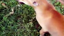 Adorable Dog Wagging Its Tail