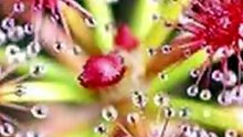 “A Real-Life Monster Plant?! It Eats to Survive!”