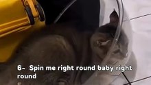 🐈‍⬛ WATCH TILL THE END FOR A SURPRISE (CatsAreLiquid)
