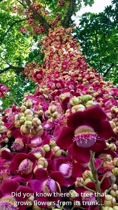 “Cannonball Tree Explained_ Why It’s Beautiful and Dangerous 😳🌳”