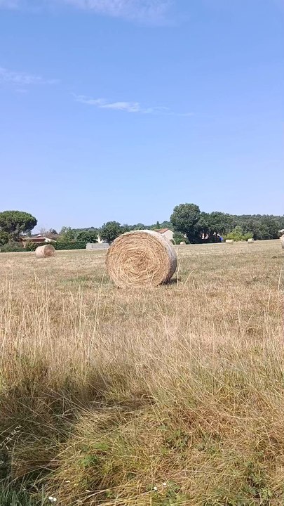 Harvest Crop In France