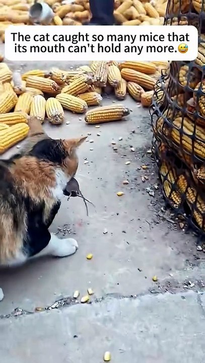 Cats catch and kill pest rodents.#cat #cats #kitten