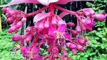 The Most Elegant Plant You’ve Never Seen Before 💗
