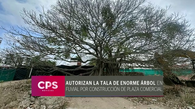 Tala de árbol en Fluvial Vallarta genera indignación | CPS Noticias Puerto Vallarta