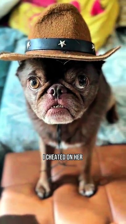 King Chilli The Pug