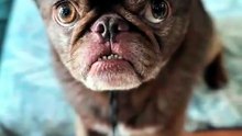 King Chilli The Pug