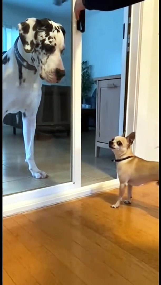 ⁣Funny pets clips