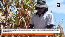 INTA DESARROLLÓ BAUTISTA, UN MAÍZ ADAPTADO A MISIONES CON MAYOR CONTENIDO DE PROTEÍNAS