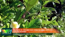 Infusión: el circuito que conecta yerba mate, té y café en misiones