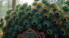 Beautiful Peacock Showing Its Feathers in a Mystical Forest 🦚✨