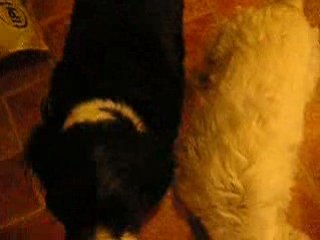 Treats for good dogs