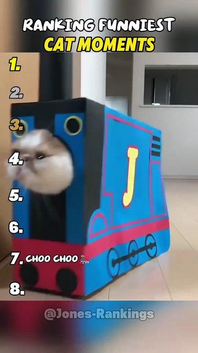 Ranking Funniest Cat Moments