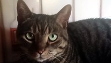 Harry the cat