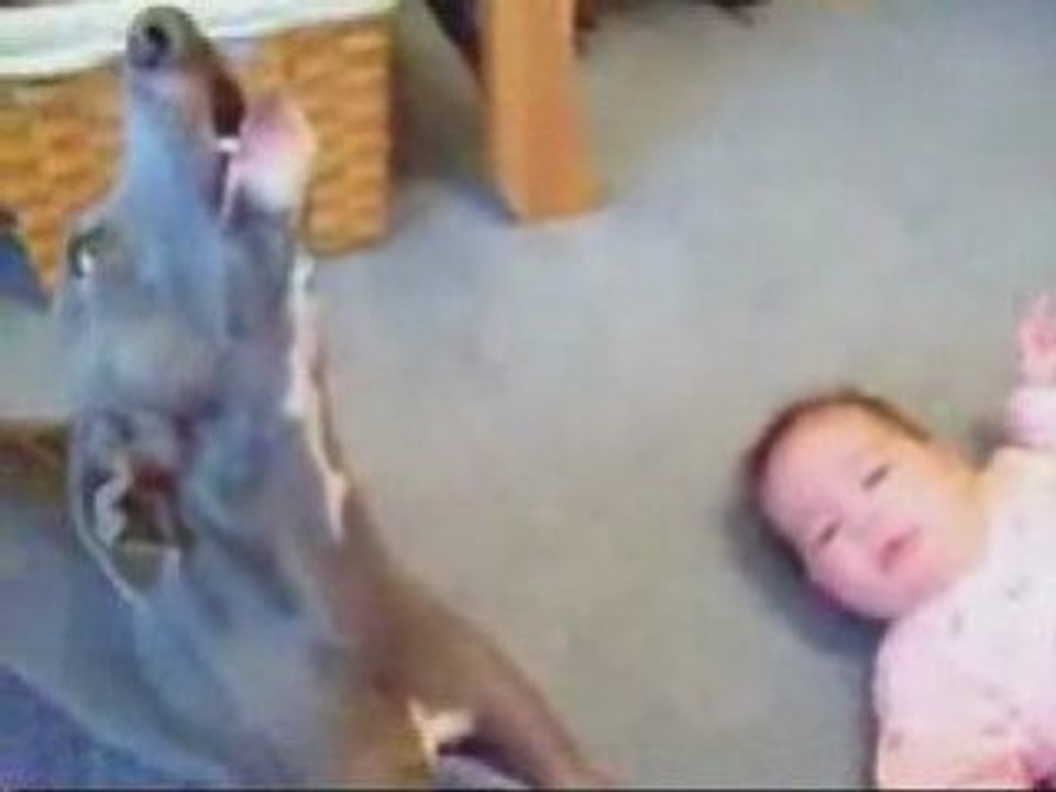 Un chien et un couffin