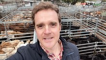Coolabunia Weaner Show & Sale series