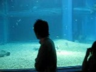 Osaka Aquarium, Japan Part Seven Sharks